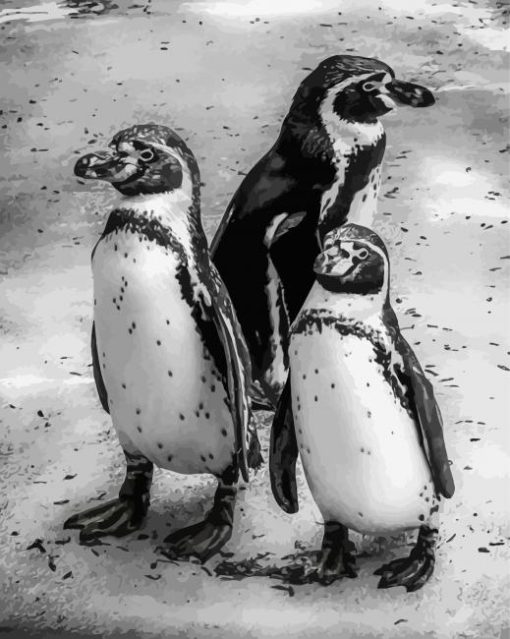 Black And White Penguins Diamond Painting