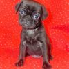 Black Puggle Diamond Painting