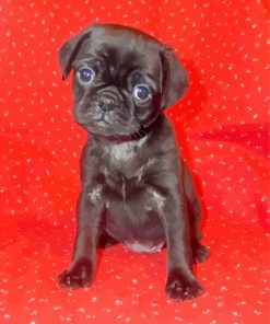 Black Puggle Diamond Painting