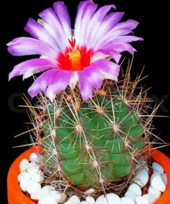 Cactus And Purple Flower Diamond Painting