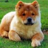 Chow Chow Puppy Diamond Painting