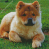 Chow Chow Puppy Diamond Painting