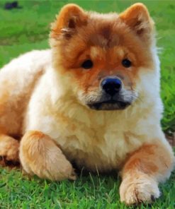 Chow Chow Puppy Diamond Painting