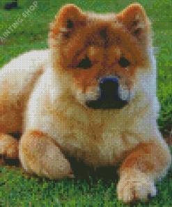 Chow Chow Puppy Diamond Painting