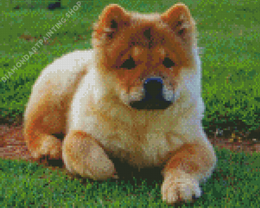 Chow Chow Puppy Diamond Painting