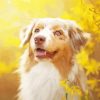 Close Up Blonde Border Collie Diamond Pianting