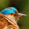 Indian Roller Bird Head Diamond Painting