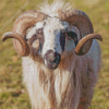 Ram Sheep Animal Diamond Painting