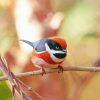 Red Head Long Tailed Tit Diamond Painting