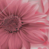 The Pink Sunflowers Diamond Painting