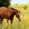 Adorable Brown Mare Horse Diamond Painting