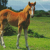 Aesthetic Horse Foal Diamond Painting