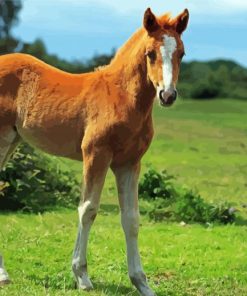 Aesthetic Horse Foal Diamond Painting