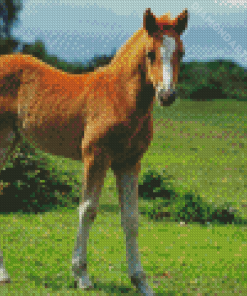 Aesthetic Horse Foal Diamond Painting