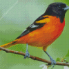 Aesthetic Orioles Bird Illustration Diamond Painting