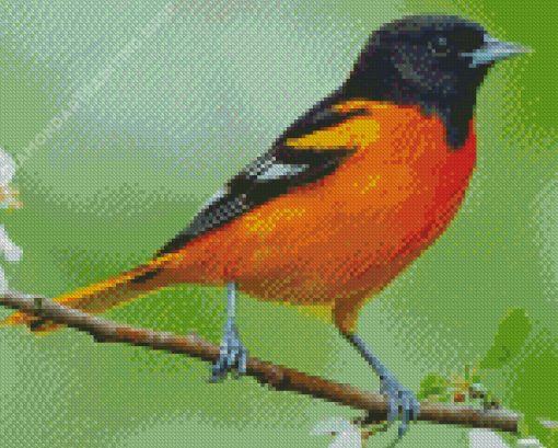 Aesthetic Orioles Bird Illustration Diamond Painting