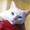 Aesthetic White Cat Diamond Painting