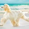 Afghan Hound Dog By Sea Diamond Painting