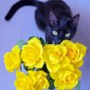 Beautiful Black Cats And Flowers Diamond Painting