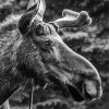 Black And White Moose Head Diamond Painting