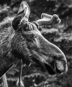 Black And White Moose Head Diamond Painting