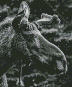 Black And White Moose Head Diamond Painting