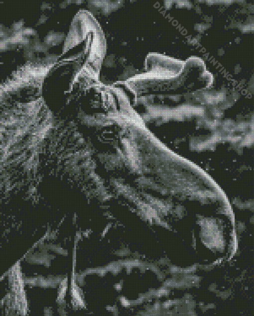 Black And White Moose Head Diamond Painting