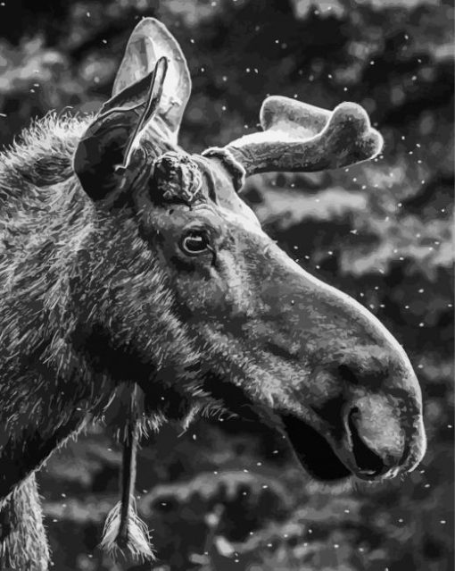 Black And White Moose Head Diamond Painting