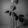 Black And White Roses In Bottles Diamond Painting