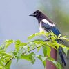 Black Billed Magpie Bird Illustration Diamond Painting