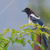 Black Billed Magpie Bird Illustration Diamond Painting