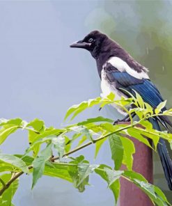 Black Billed Magpie Bird Illustration Diamond Painting