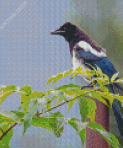 Black Billed Magpie Bird Illustration Diamond Painting