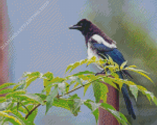 Black Billed Magpie Bird Illustration Diamond Painting