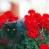 Black Cats And Flowers In Garden Diamond Painting