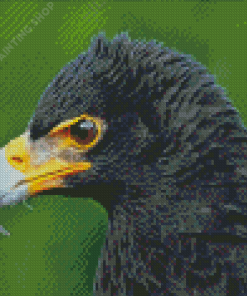 Black Eagle Head Diamond Painting