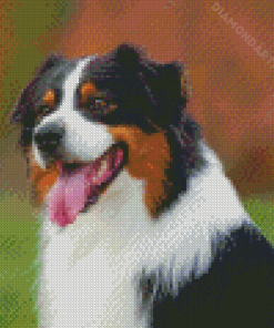 Black Tri Australian Shepherd Diamond Painting