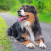 Black Tri Australian Shepherd With Tongue Out Diamond Painting