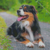 Black Tri Australian Shepherd With Tongue Out Diamond Painting