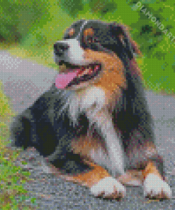 Black Tri Australian Shepherd With Tongue Out Diamond Painting