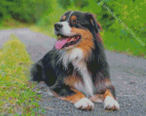 Black Tri Australian Shepherd With Tongue Out Diamond Painting