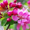 Bright Pink Flowers Blooming On Tree Branch Diamond Painting