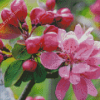 Bright Pink Flowers Blooming On Tree Branch Diamond Painting