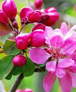 Bright Pink Flowers Blooming On Tree Branch Diamond Painting