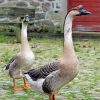 Chinese Geese In The Garden Diamond Painting