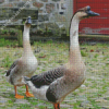 Chinese Geese In The Garden Diamond Painting