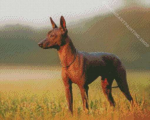 Cute Xolo Dog Diamond Painting