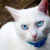 Cute White Cat With Blue Eyes Diamond Painting