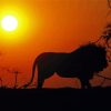 Lion Sunset Silhouette Diamond Painting