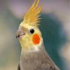 Cockatiel Parrot Bird Diamond Painting